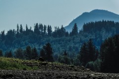 Alder Lake
