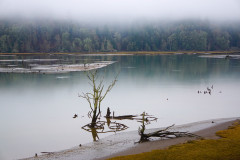 Billy Frank Jr. Nisqually National Wildlife Refuge