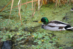 Billy Frank Jr. Nisqually National Wildlife Refuge