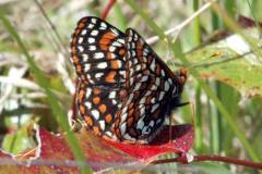Black River-Mima Prairie Glacial Heritage Preserve