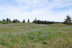 Black River-Mima Prairie Glacial Heritage Preserve