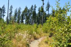Capitol State Forest