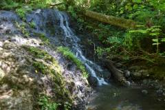 Capitol State Forest