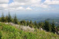 Capitol State Forest