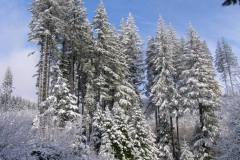 Capitol State Forest