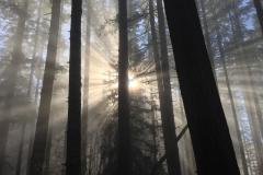 Capitol State Forest