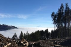 Capitol State Forest