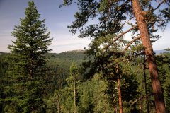 Colville National Forest