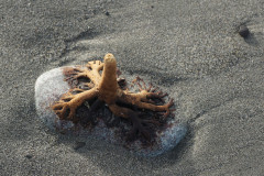 Dungeness-National-Wildlife-Refuge-2