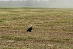 Ebeys-Landing-National-Historical-Reserve-1