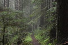 Gifford Pinchot National Forest