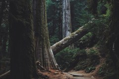 Gifford Pinchot National Forest