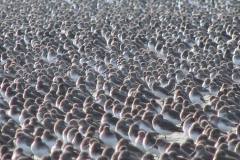 Grays-Harbor-National-Wildlife-Refuge-1