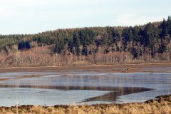 Saltmarsh as seen from the Sandpiper Trail at Grays Harbor National Wildlife Refuge  /  Operated by the U. S. Fish and Wildlife Service  -  U. S. Department of the Interior