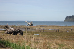 Grays-Harbor-National-Wildlife-Refuge-5