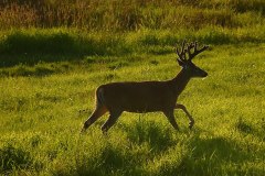 Julia Butler Hansen Refuge for the Columbian White-Tailed Deer