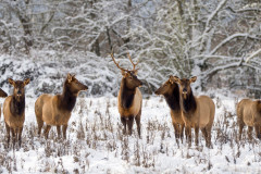Julia Butler Hansen Refuge for the Columbian White-Tailed Deer