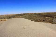Juniper-Dunes-Wilderness-2