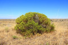 Juniper-Dunes-Wilderness-4