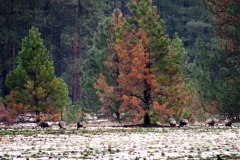 Little Pend Oreille National Wildlife Refuge