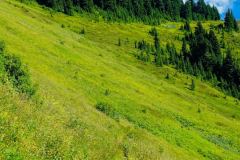 Mount Baker–Snoqualmie National Forest