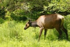 Olympic National Forest
