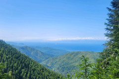 Olympic National Forest