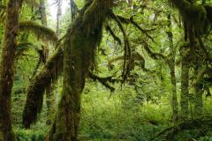 Olympic National Forest