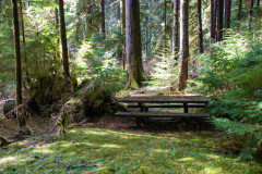Olympic National Forest
