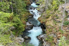 Olympic National Forest