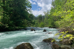 Olympic National Forest