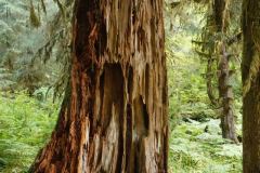 Olympic National Park