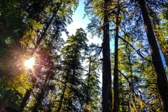Olympic National Park