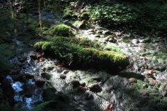 Quinault Rain Forest
