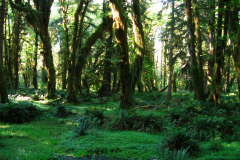 Quinault Rain Forest