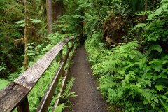 Quinault Rain Forest