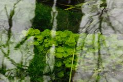Quinault Rain Forest