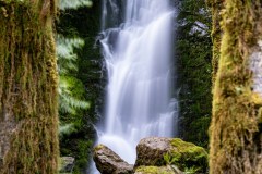 Quinault Rain Forest