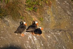 Tatoosh-Island-2