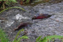 Coho salmon