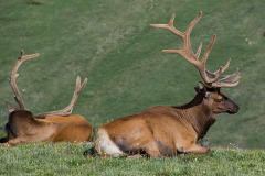 Male Rocky Mountain elk