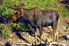 Shiras' moose or Yellowstone moose