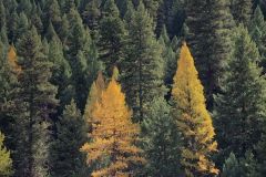 Umatilla-National-Forest-3