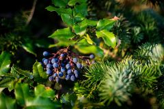Whidbey-Island-4